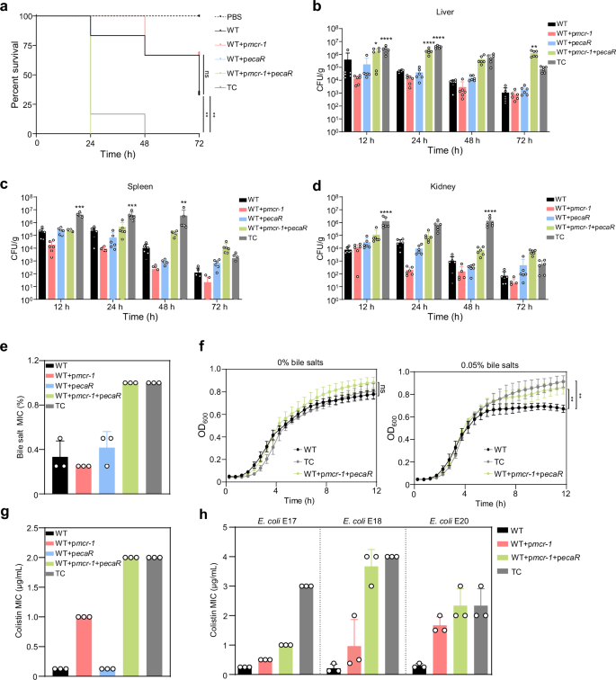 Fig. 5: MCR-1 and EcaR contribute to E. coli pathogenesis, bile salt and colistin resistance.