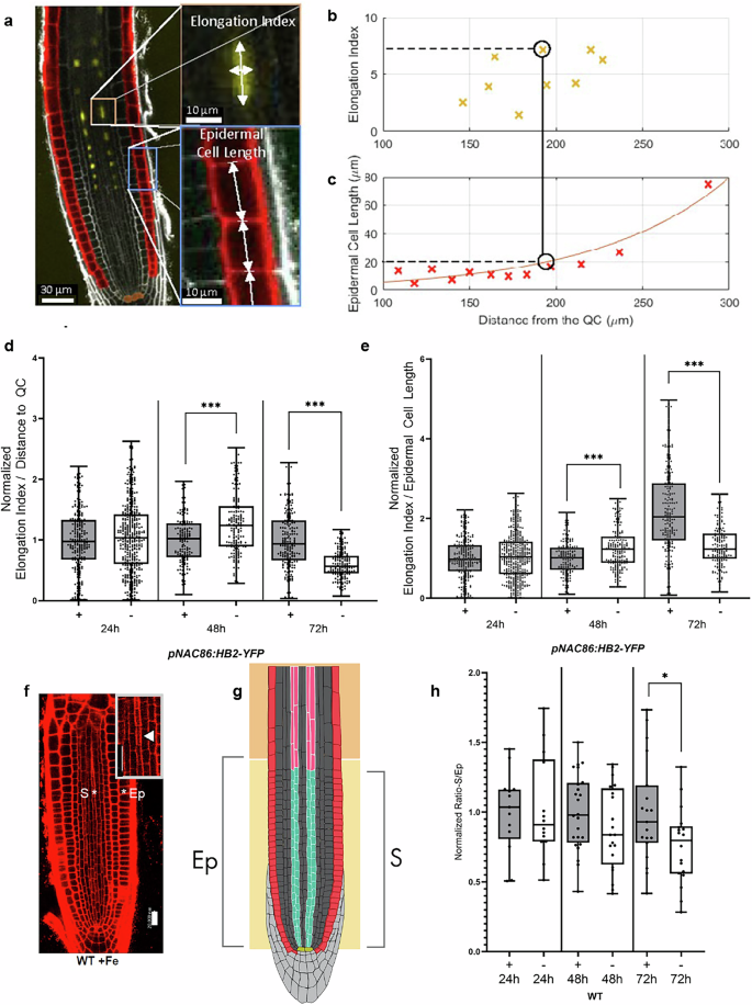 Fig. 1: Iron deficiency delays the progression of enucleation and initiation of cell wall thickening.