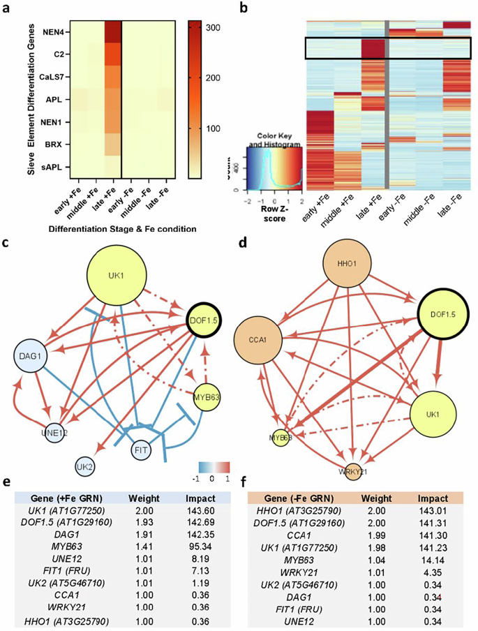 Fig. 2: Iron deficiency changes the regulatory mechanisms of sieve element differentiation.