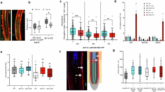 Fig. 3: DOF1.5 is involved in sieve element enucleation and initiation of cell wall thickening and, consequently, sap transport.