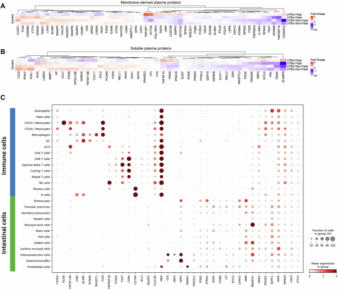 Fig. 5: Differentially abundant plasma proteins in LPShi Fatal cohort indicate a cross-talk between immune and intestinal cell types.