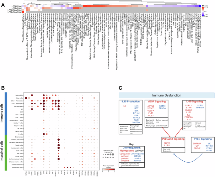 Fig. 7: Differentially regulated pathways in LPShi Fatal cohort and proposed mechanism of LPS-associated mortality.