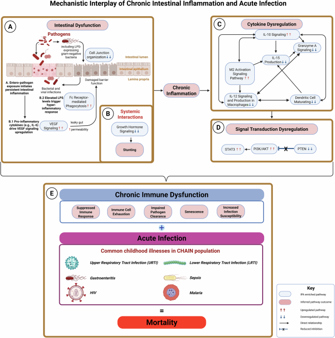 Fig. 8: Proposed Mechanism of the interplay of chronic intestinal inflammation and acute infection.