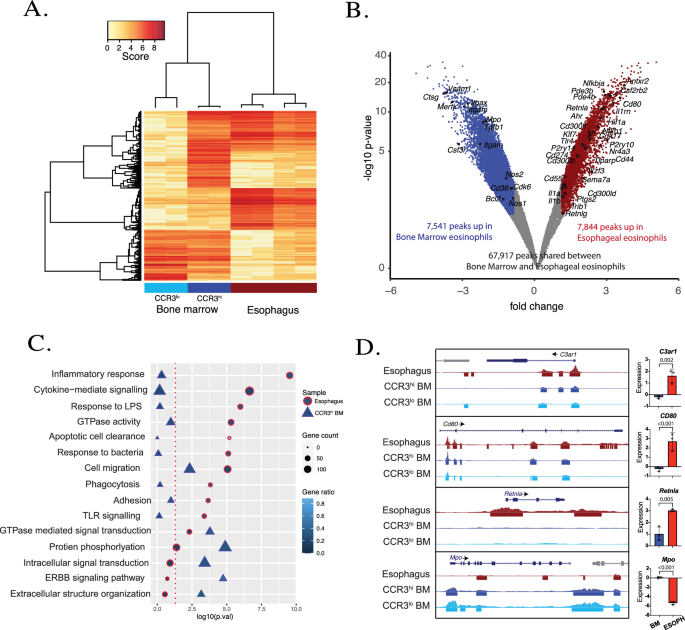 Fig. 2: Epigenetic landscape of esophageal eosinophils.
