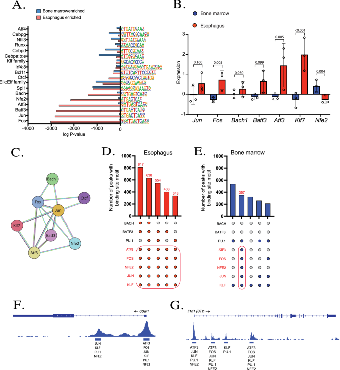 Fig. 3: Transcription factor analysis of esophageal eosinophils.