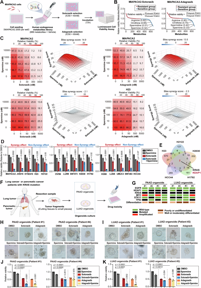 Fig. 1: Polyamines synergistically enhance the efficacy of KRAS inhibitors in a KEAP1-dependent manner.