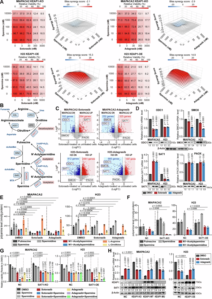 Fig. 2: KEAP1WT-dependent SAT1 upregulation enhances the synergy between polyamines and KRAS inhibitors.