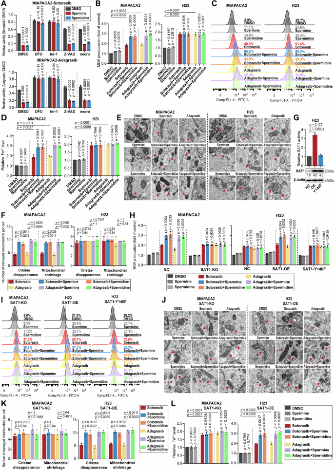 Fig. 3: SAT1-mediated polyamine catabolism enhances KRAS inhibition in KRASMU/KEAP1WT through ferroptosis.