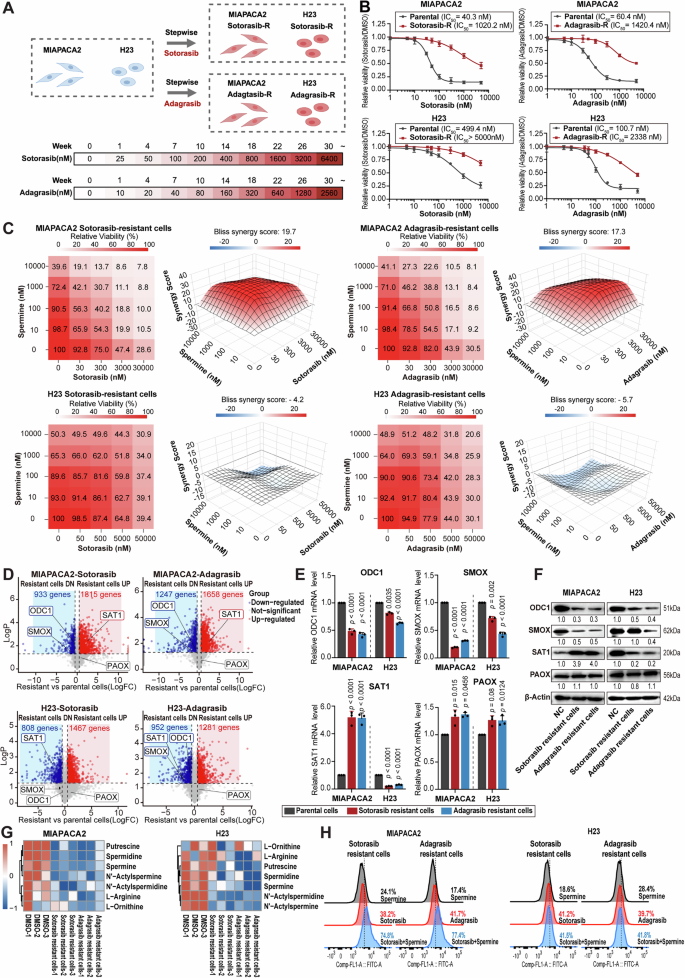 Fig. 4: Overcoming drug resistance through SAT1-mediated polyamine metabolism and ferroptosis.