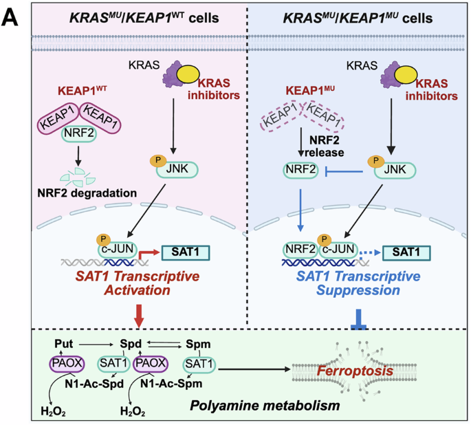 Fig. 7: Targeting SAT1-mediated polyamine metabolism and ferroptosis to enhance the efficacy of targeted therapy in KRAS-mutant cancer with differential KEAP1 status.