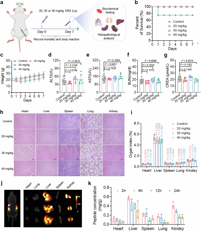 Fig. 10: AMP 1003 showing low toxicity in vivo.