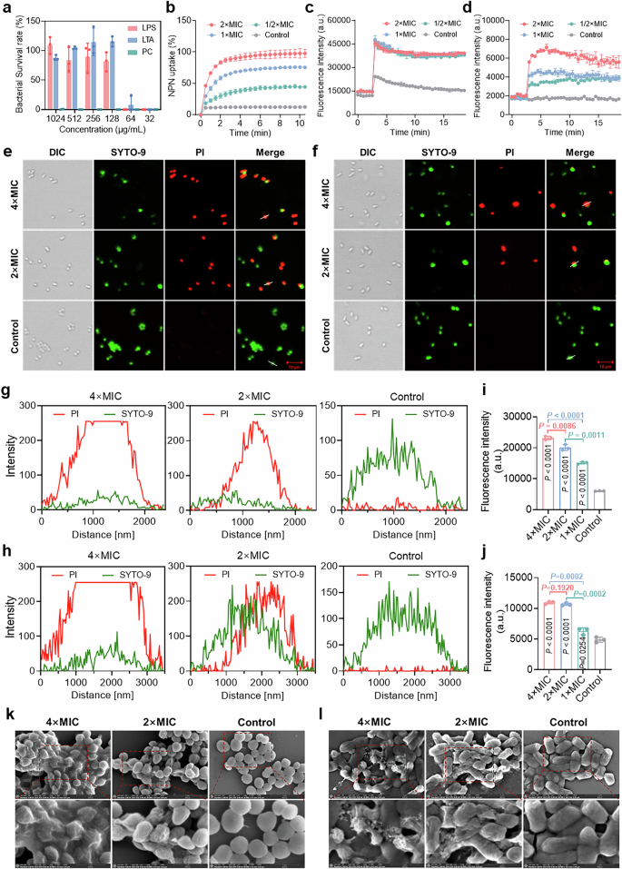 Fig. 4: Membrane targeting mechanisms of AMP 1003.