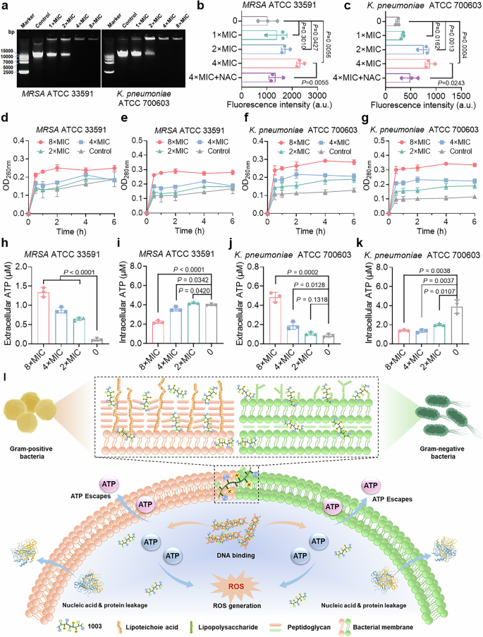 Fig. 5: Non-membrane targeting mechanisms of AMP 1003.