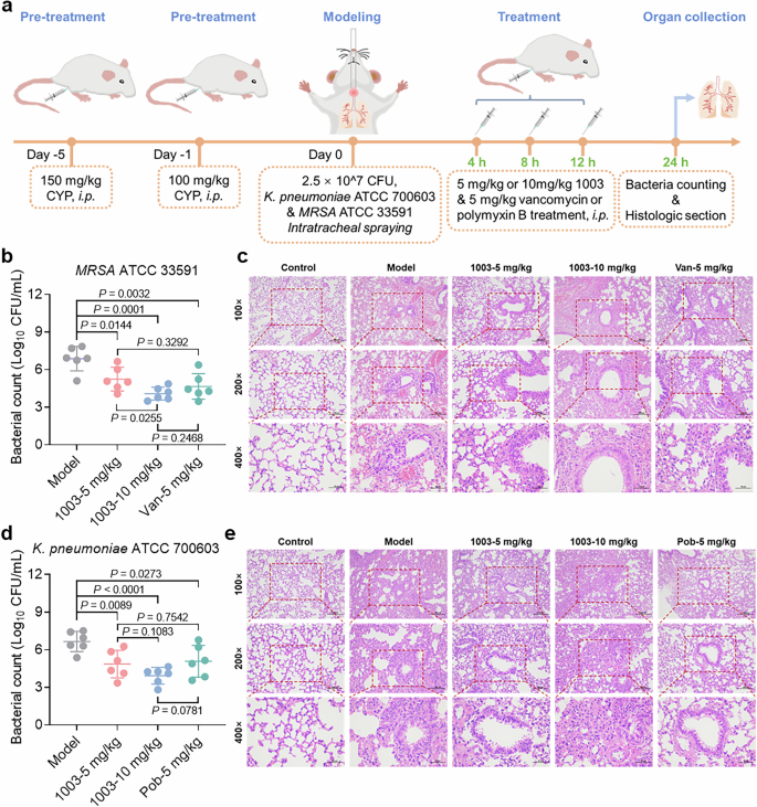 Fig. 8: AMP 1003 exerts promising therapeutic potential in MRSA- or K. pneumoniae-infected pneumonia models.