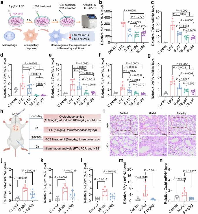 Fig. 9: AMP 1003 presents significant anti-inflammatory activity in vitro and in vivo.
