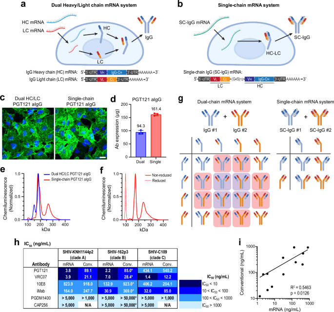 Fig. 1: Comparison of dual- and single-chain mRNA-encoded antibody systems.