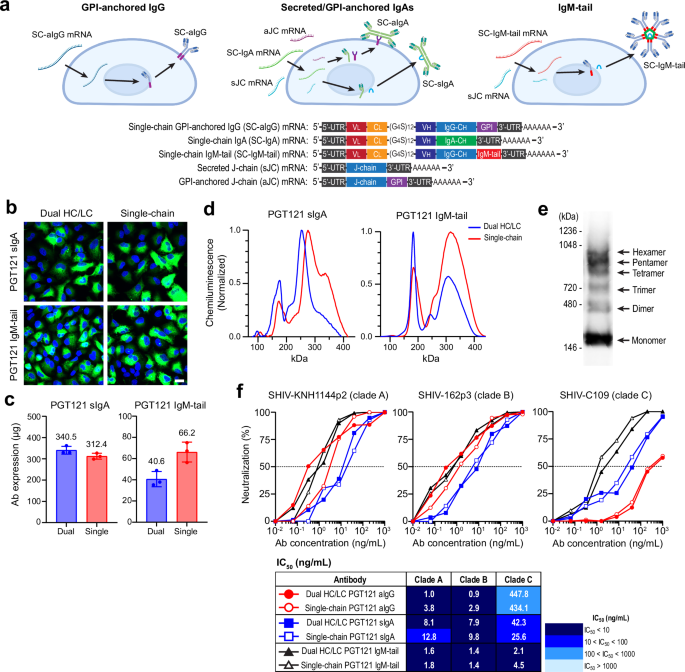 Fig. 2: Multimerizing antibodies via isotype modifications can provide more potent neutralization.