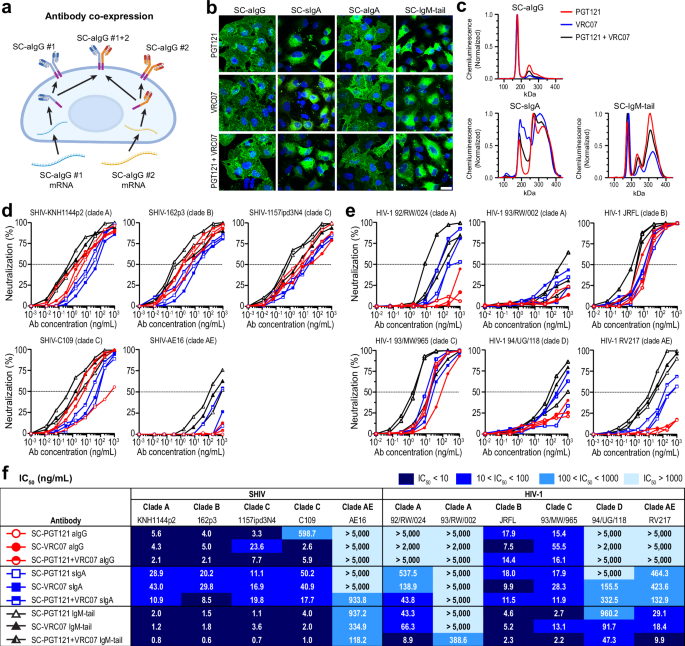 Fig. 3: Enhanced potency and breadth via co-expression and isotype modification of SC-PGT121 and SC-VRC07.