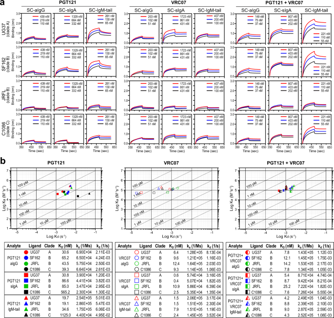 Fig. 4: Biolayer Interferometry (BLI) binding kinetics for PGT121 and VRC07 with different isotypes.