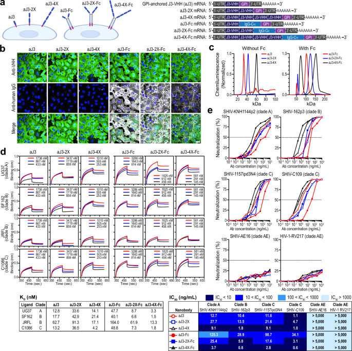 Fig. 5: Nanobody engineering for enhanced potency.