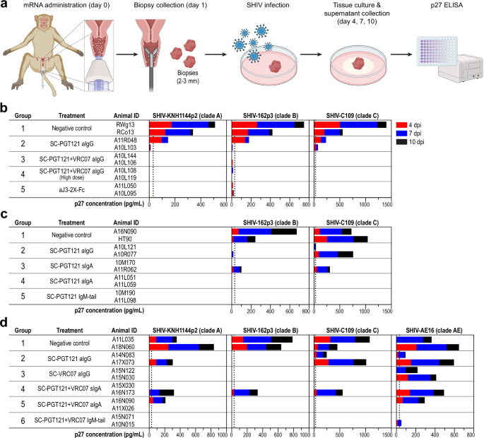 Fig. 6: Macaque ex vivo explant SHIV challenges.