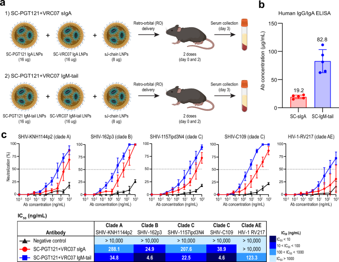 Fig. 8: Systemic expression of mRNA-encoded IgA and IgM-tail antibodies via lipid nanoparticles (LNPs).