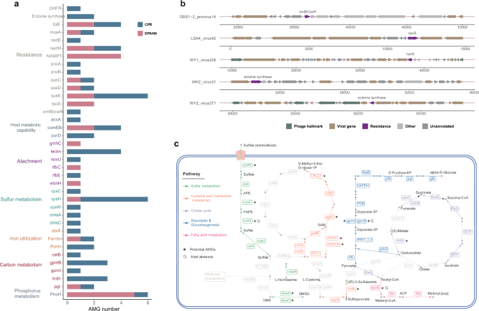 Fig. 4: Metabolic potential of CPR and DPANN phages.