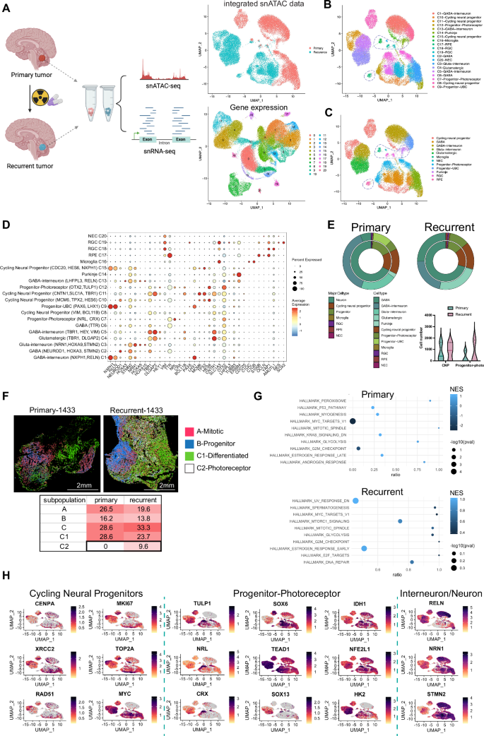 Fig. 1: scMultiome-sequencing of matched primary and recurrent medulloblastoma.