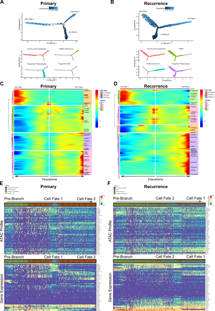 Fig. 3: Pseudotime analysis projects cell-state progression in recurrent tumors.