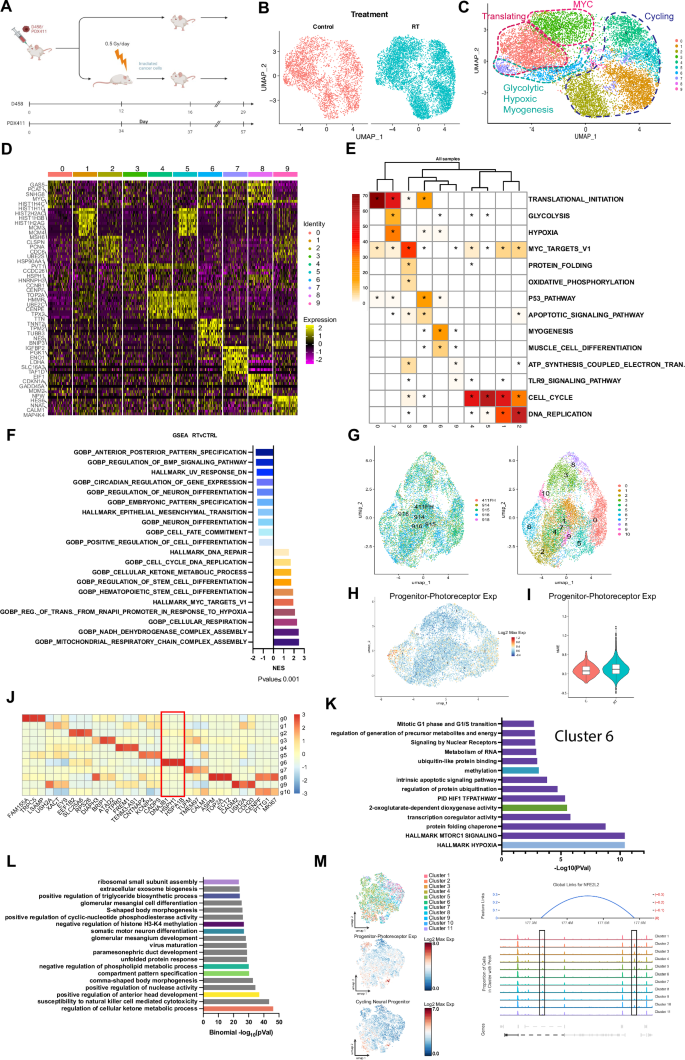 Fig. 5: In vivo models of radiation resistance.