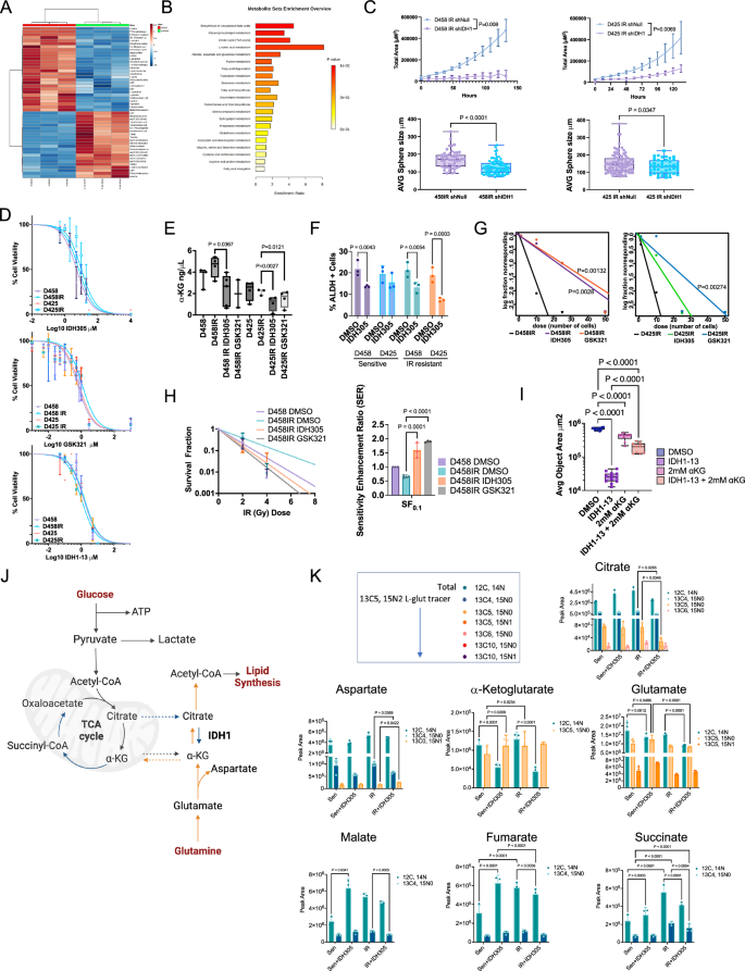 Fig. 6: Suppression of IDH1 inhibits proliferation and metabolic rewiring.