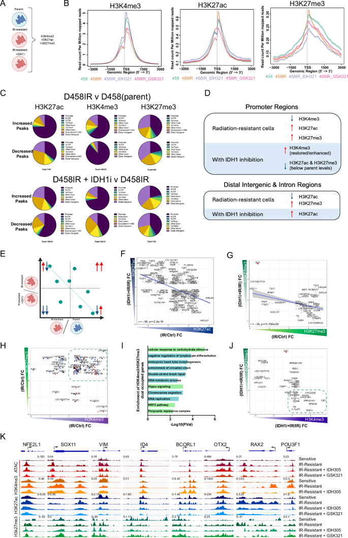 Fig. 7: Restoration of parental epigenetic profile in radiation-resistant cells by IDH1 inhibition.