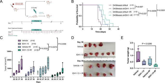 Fig. 8: IDH1 inhibition extends survival and reduces tumor growth in vivo.