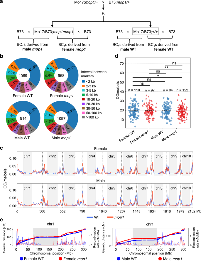 Fig. 1: Male mop1 mutants show reduced crossover (CO) numbers compared to female mop1 mutants.
