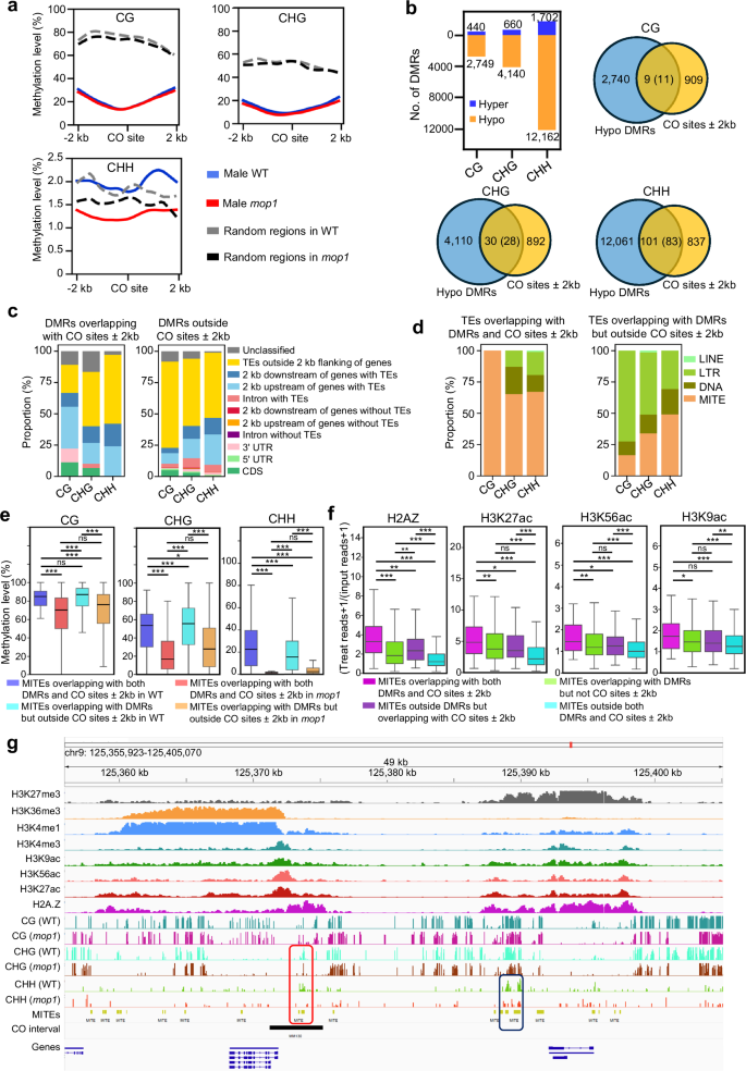Fig. 6: mop1 likely introduces new crossover (CO) sites by locally reducing DNA methylation on MITEs with open chromatin marks.