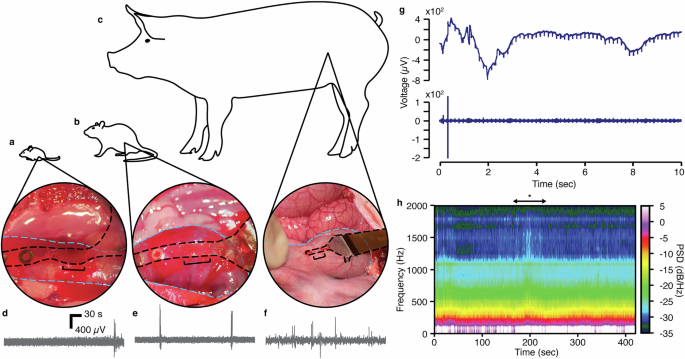 Fig. 4: Surgical placement and electrophysiological recording demonstration in mouse, rat, and pig.