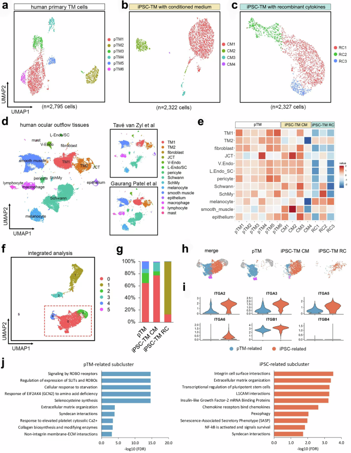 Fig. 1: Integrated single-cell analysis of pTM and iPSC-TM.