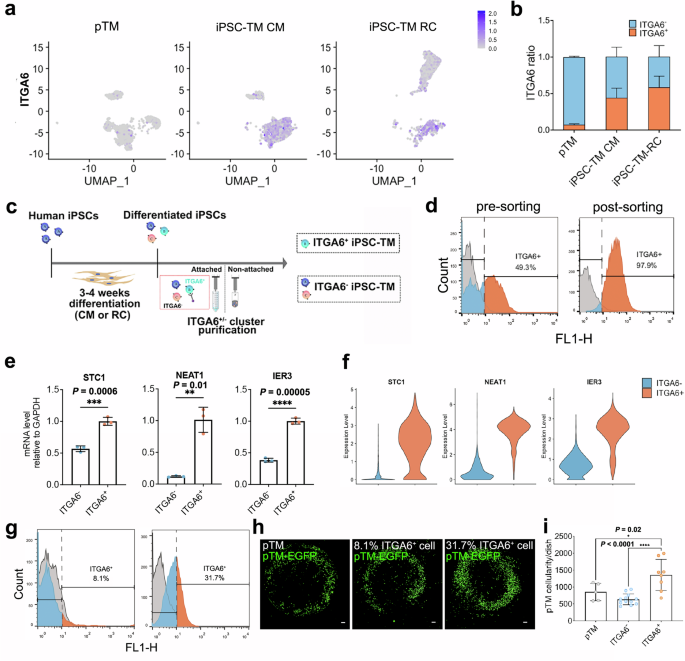 Fig. 2: Function of iPSC-ITGA6+ cells in vitro.