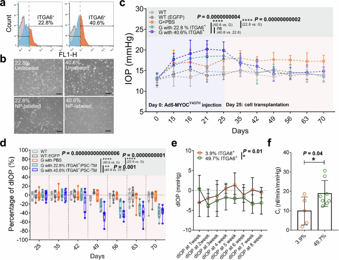 Fig. 3: In vivo function of iPSC-ITGA6⁺ cells in mouse models of glaucoma.