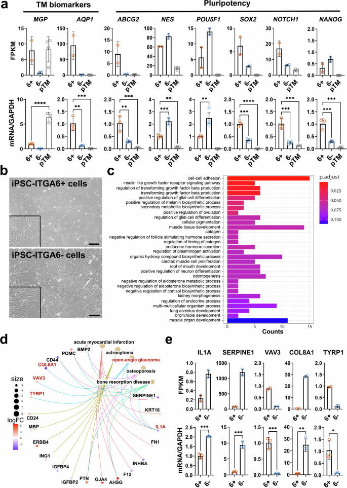 Fig. 4: Characterization of iPSC-ITGA6+ cells.