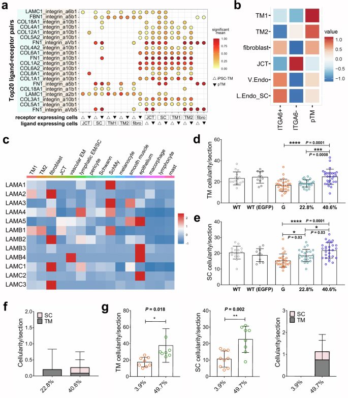 Fig. 5: Regeneration of TM and SC by iPSC-ITGA6+ cells.