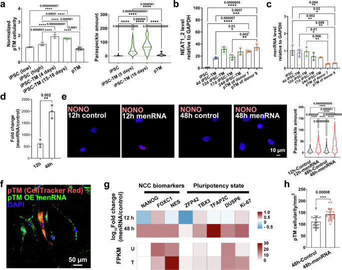 Fig. 8: menRNA stimulates TM cell rejuvenation and proliferation through enhancing paraspeckle assembly.