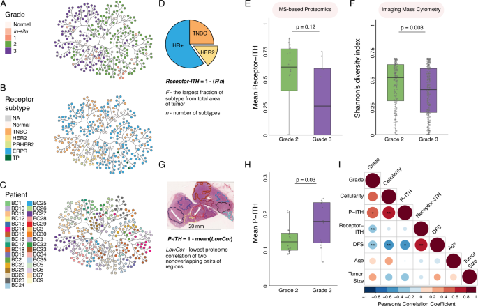 Fig. 2: Receptor-ITH is reduced while proteomic-ITH is elevated in high-grade tumors.