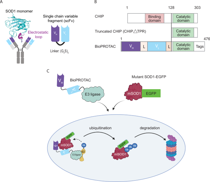 Fig. 1: Design and proposed mechanistic action of the SOD1-targeting BioPROTACs.