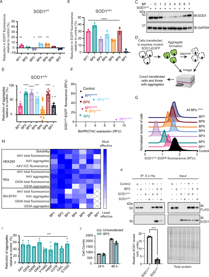 Fig. 2: BioPROTAC scFvs engage misfolded SOD1, leading to a decrease in SOD1 aggregation.