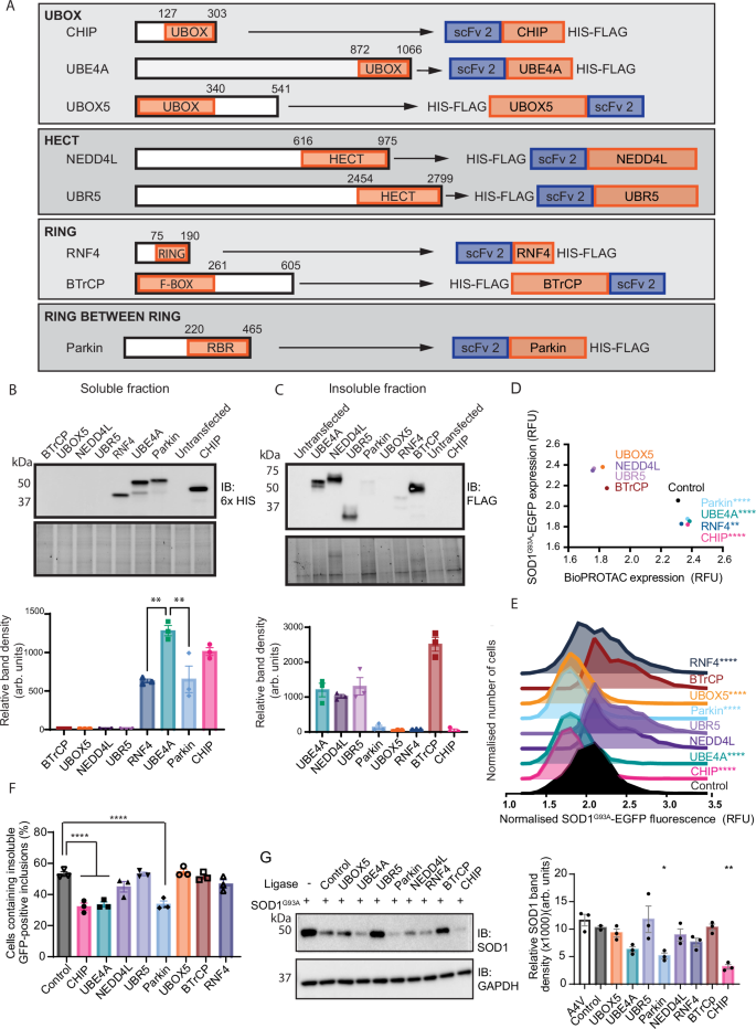 Fig. 3: BioPROTAC efficacy is dependent on the E3 ligase component.