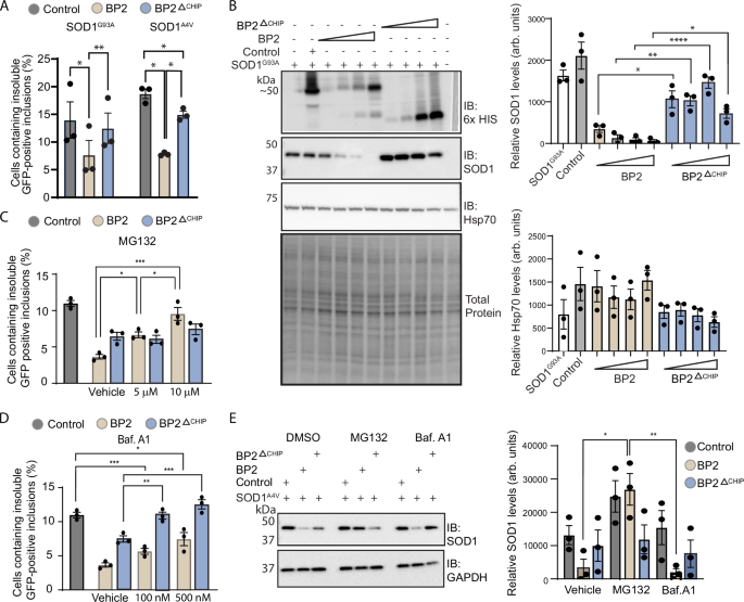 Fig. 4: BioPROTACs degrade misfolded SOD1 via both lysosomal and proteasomal degradation pathways.