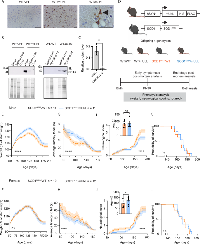 Fig. 5: MisfoldUbL is expressed in transgenic mice and affects phenotypic characteristics in SOD1G93A mice.