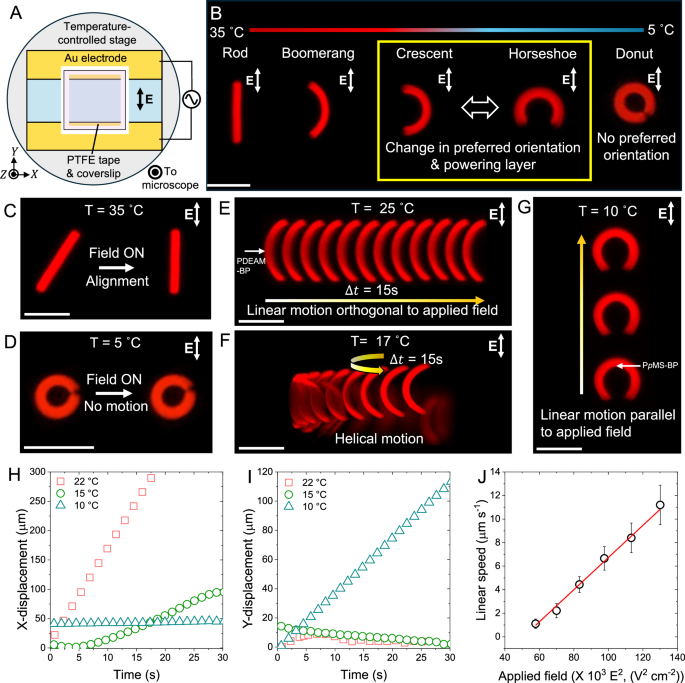 Fig. 2: Alignment and propulsion of shape-morphing particles in AC electric fields.