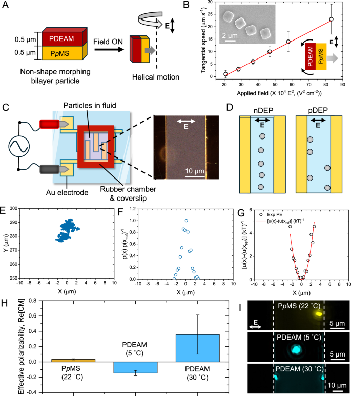 Fig. 3: Effective polarizability of PpMS-BP and PDEAM-BP at different temperatures.